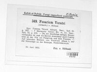 Fusarium veratri image